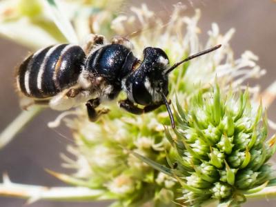  Andrena variabilis Smith, 1853