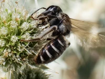  Andrena variabilis Smith, 1853