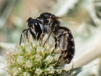  Andrena variabilis Smith, 1853