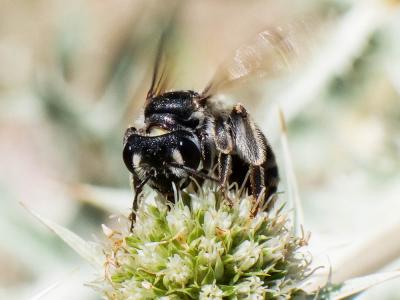  Andrena variabilis Smith, 1853
