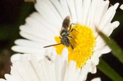  Lasioglossum morio (Fabricius, 1793)