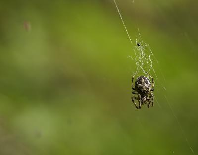  Larinioides sclopetarius (Clerck, 1758)