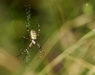 Épeire frelon Argiope bruennichi (Scopoli, 1772)