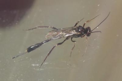 Ichneumon à corselet tacheté de rouge en devant Anomalon cruentatum (Geoffroy, 1785)