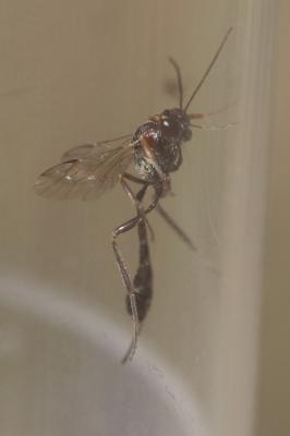 Ichneumon à corselet tacheté de rouge en devant Anomalon cruentatum (Geoffroy, 1785)