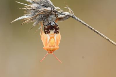  Carpocoris Kolenati, 1846