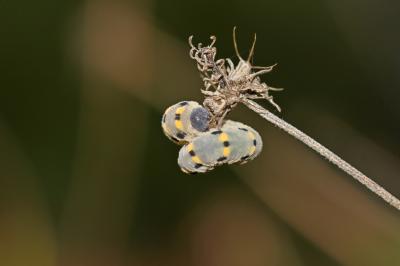  Abia sericea (Linnaeus, 1767)