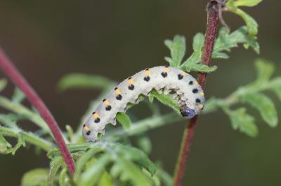  Abia sericea (Linnaeus, 1767)