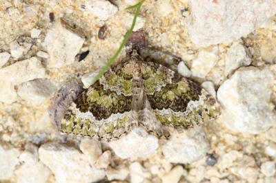 Cidarie olive (La) Colostygia olivata (Denis & Schiffermüller, 1775)