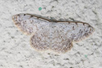 Acidalie embrouillée (L') Scopula submutata (Treitschke, 1828)