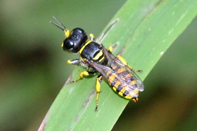  Ectemnius cavifrons (Thomson, 1870)