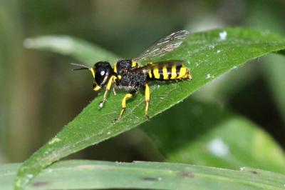  Ectemnius cavifrons (Thomson, 1870)