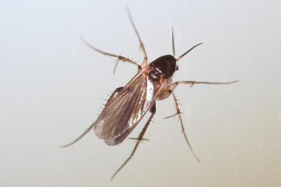  Epicypta Winnertz, 1863