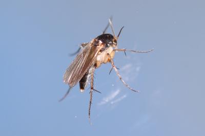  Epicypta Winnertz, 1863