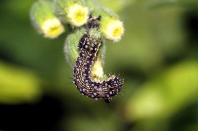 Armigère (L') Helicoverpa armigera (Hübner, 1808)