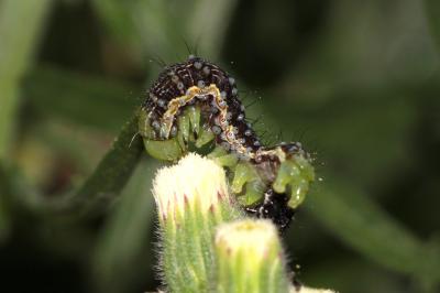 Armigère (L') Helicoverpa armigera (Hübner, 1808)