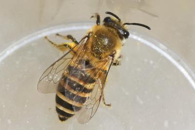  Colletes Latreille, 1802