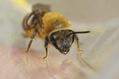  Colletes Latreille, 1802