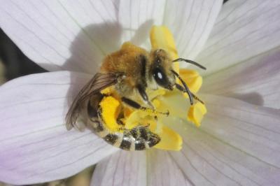  Colletes Latreille, 1802