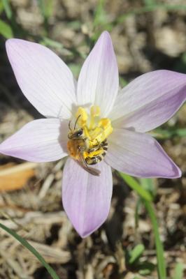  Colletes Latreille, 1802