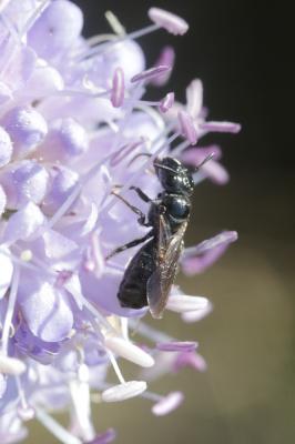 Ceratine commune Ceratina cucurbitina (Rossi, 1792)