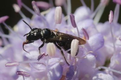 Ceratine commune Ceratina cucurbitina (Rossi, 1792)