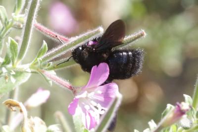 Abeille charpentière, Xylocope violet Xylocopa violacea (Linnaeus, 1758)