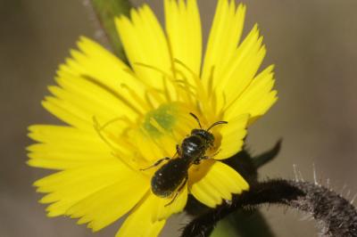 Ceratine commune Ceratina cucurbitina (Rossi, 1792)