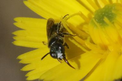Ceratine commune Ceratina cucurbitina (Rossi, 1792)