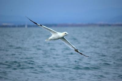 Fou de Bassan Morus bassanus (Linnaeus, 1758)