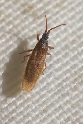  Agramma atricapillum (Spinola, 1837)