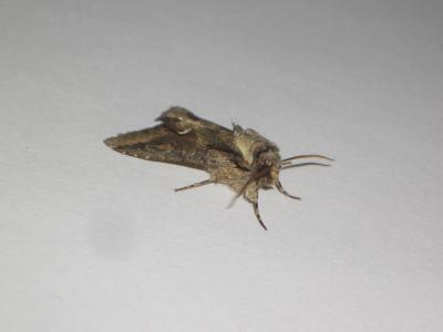 Aubépinière (L') Allophyes oxyacanthae (Linnaeus, 1758)