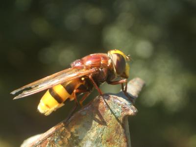 Volucelle zonée Volucella zonaria (Poda, 1761)