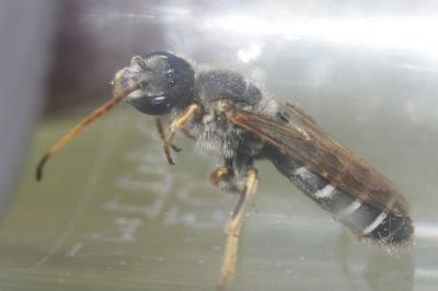 Halictus quadricinctus (Fabricius, 1776)