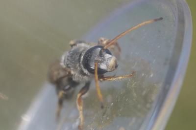  Halictus quadricinctus (Fabricius, 1776)