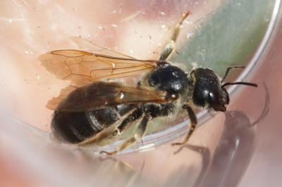  Halictus quadricinctus (Fabricius, 1776)
