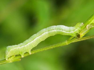 Plusie chalcite (La) Chrysodeixis chalcites (Esper, 1789)
