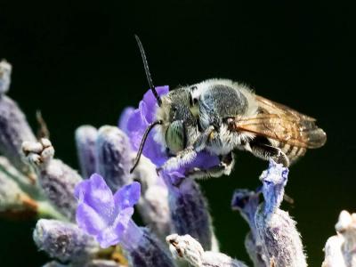  Megachile Latreille, 1802