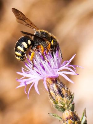  Rhodanthidium septemdentatum (Latreille, 1809)