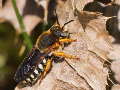  Rhodanthidium septemdentatum (Latreille, 1809)