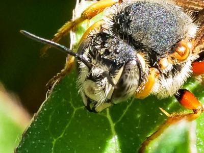  Rhodanthidium septemdentatum (Latreille, 1809)