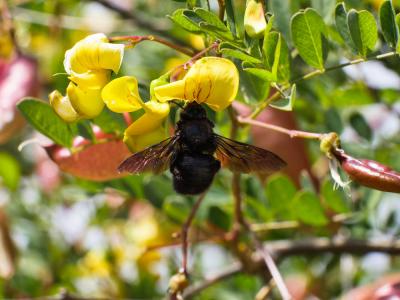 Xylocope irisé Xylocopa iris (Christ, 1791)