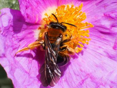  Andrena limbata Eversmann, 1852