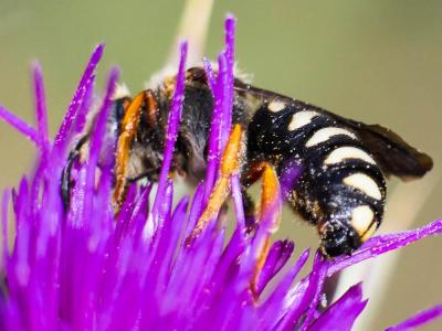  Rhodanthidium septemdentatum (Latreille, 1809)