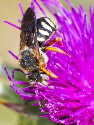  Rhodanthidium septemdentatum (Latreille, 1809)