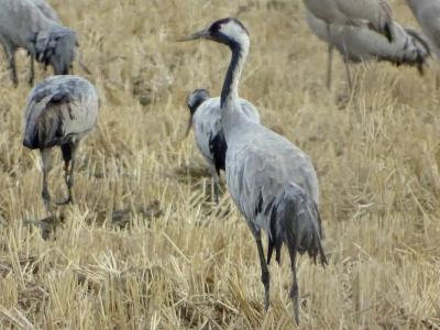 Grue cendrée Grus grus (Linnaeus, 1758)