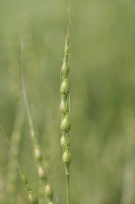 Égilope ventru Aegilops ventricosa Tausch, 1837