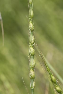 Égilope ventru Aegilops ventricosa Tausch, 1837