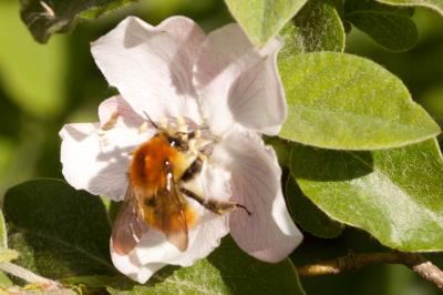 Bourdon des champs Bombus pascuorum (Scopoli, 1763)