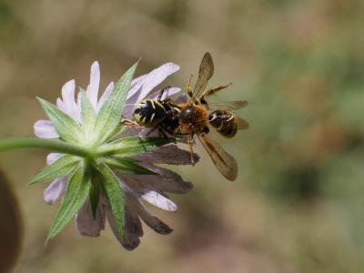  Andrena nigroaenea (Kirby, 1802)